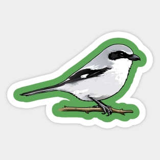 Loggerhead Shrike Bird Illustration | Minimal Wildlife Art Sticker